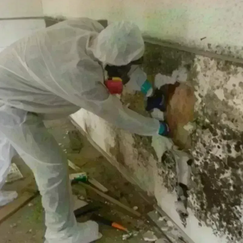 Mold Remediation and Removal in Corcoran, CA